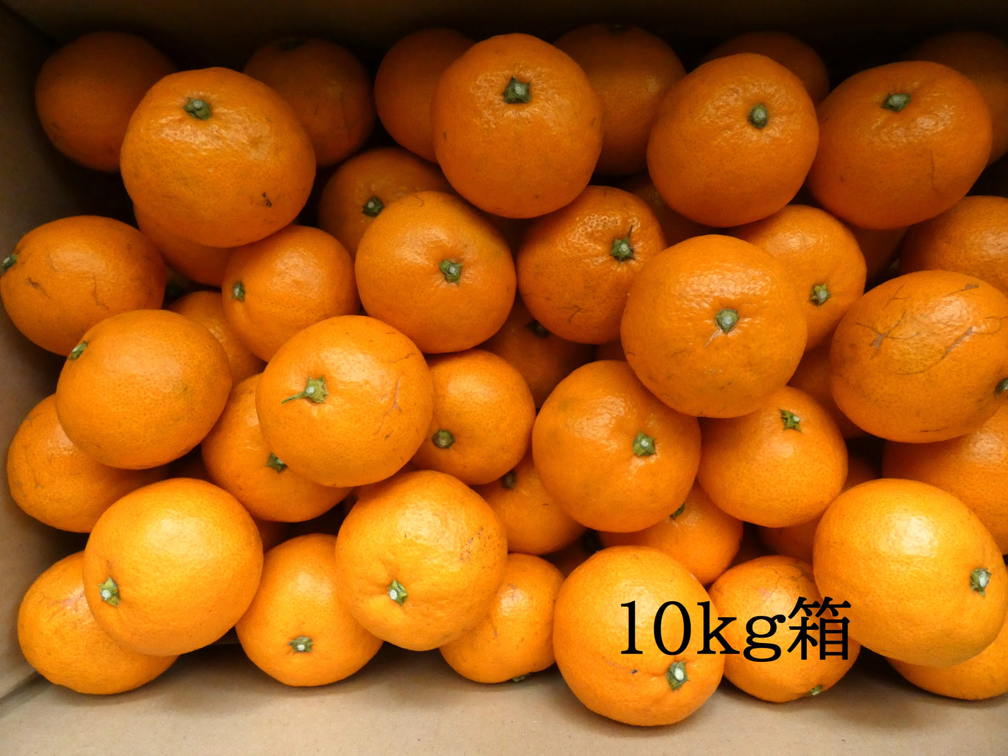 甘くてジューシー!いしじミカン (家庭用)M〜L玉