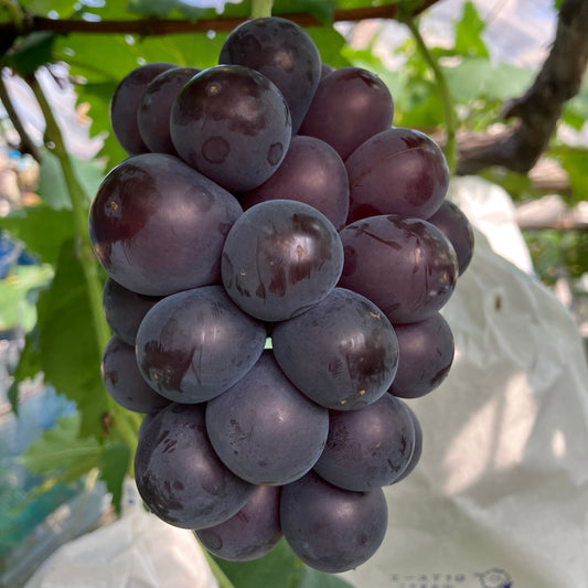 予約受付開始　発送8月上旬　種なし藤稔（500ｇ前後×2房～4房）