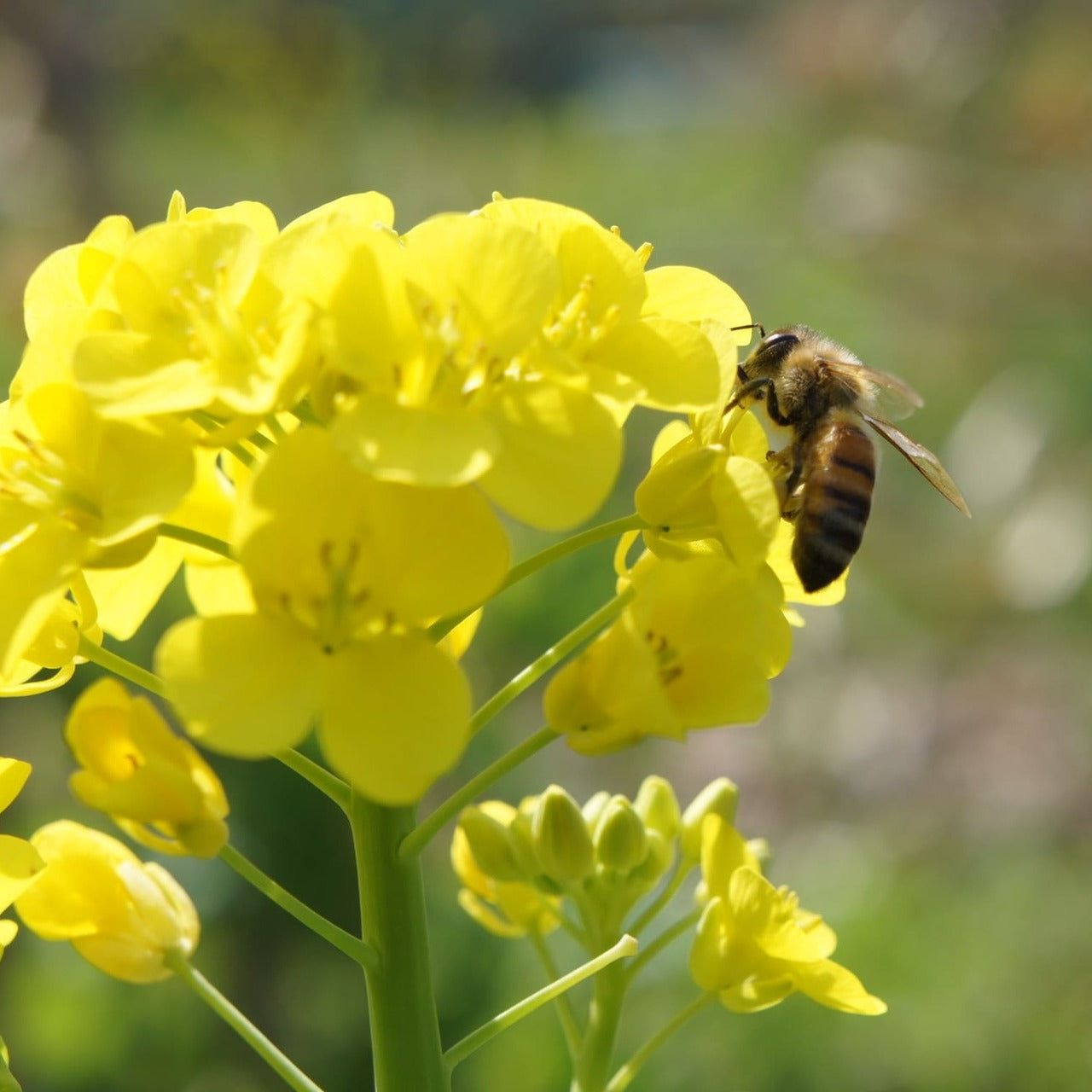 100％ピュア！ニホンミツバチのはちみつ”百花蜜”