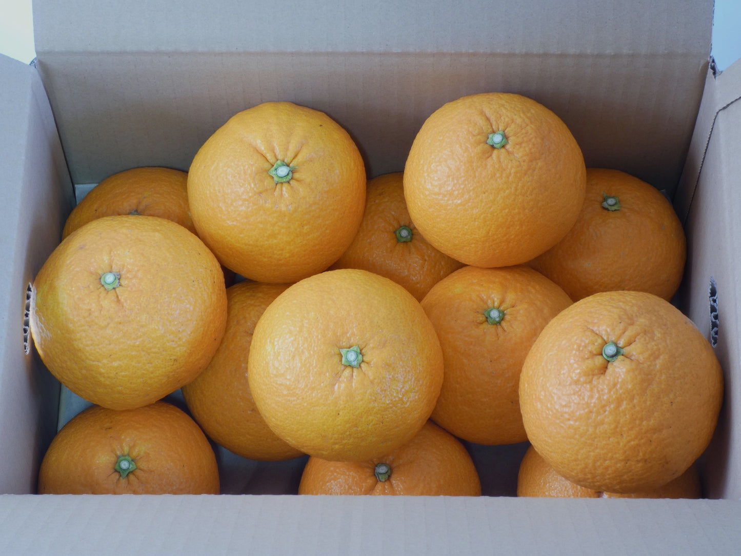 甘夏　５ｋｇ（栽培期間中農薬不使用）M玉中心