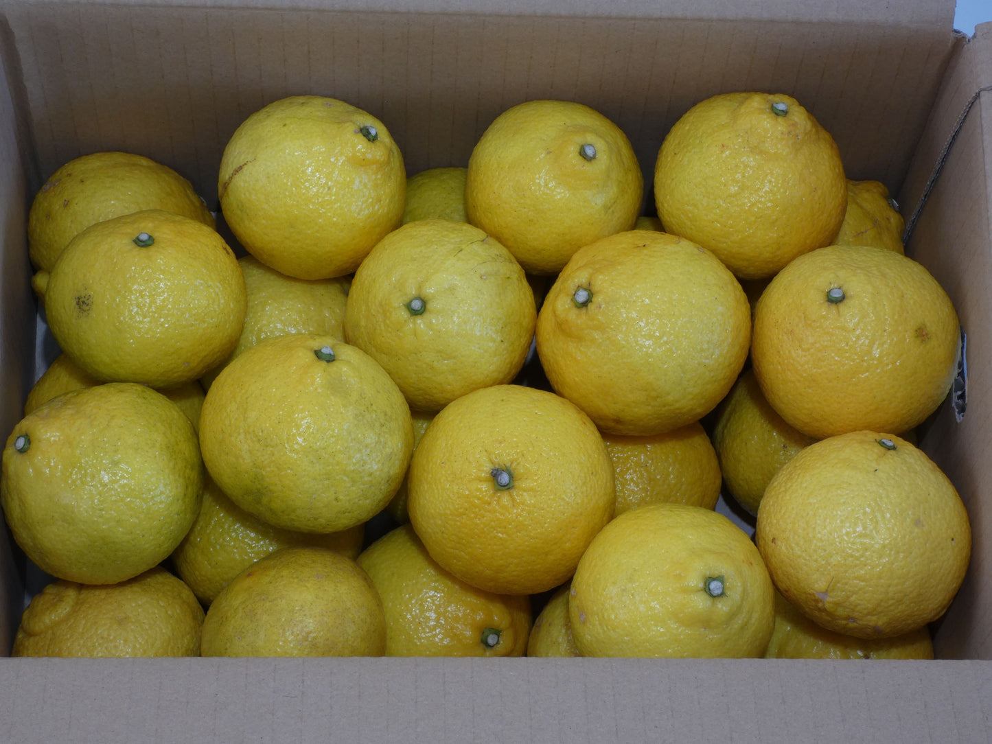 訳あり はるか 5kg　M玉中心